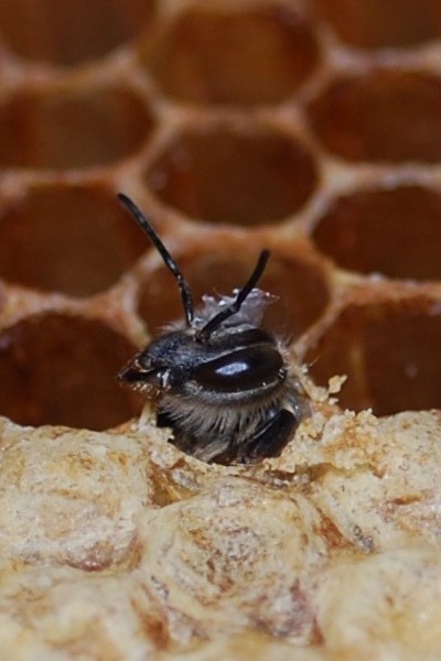 bee emerging from cell