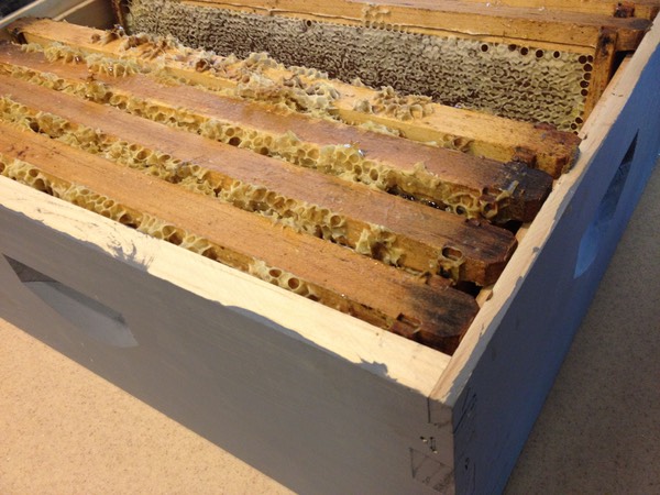 Sweet Home Alameda — Honey frames before extracting