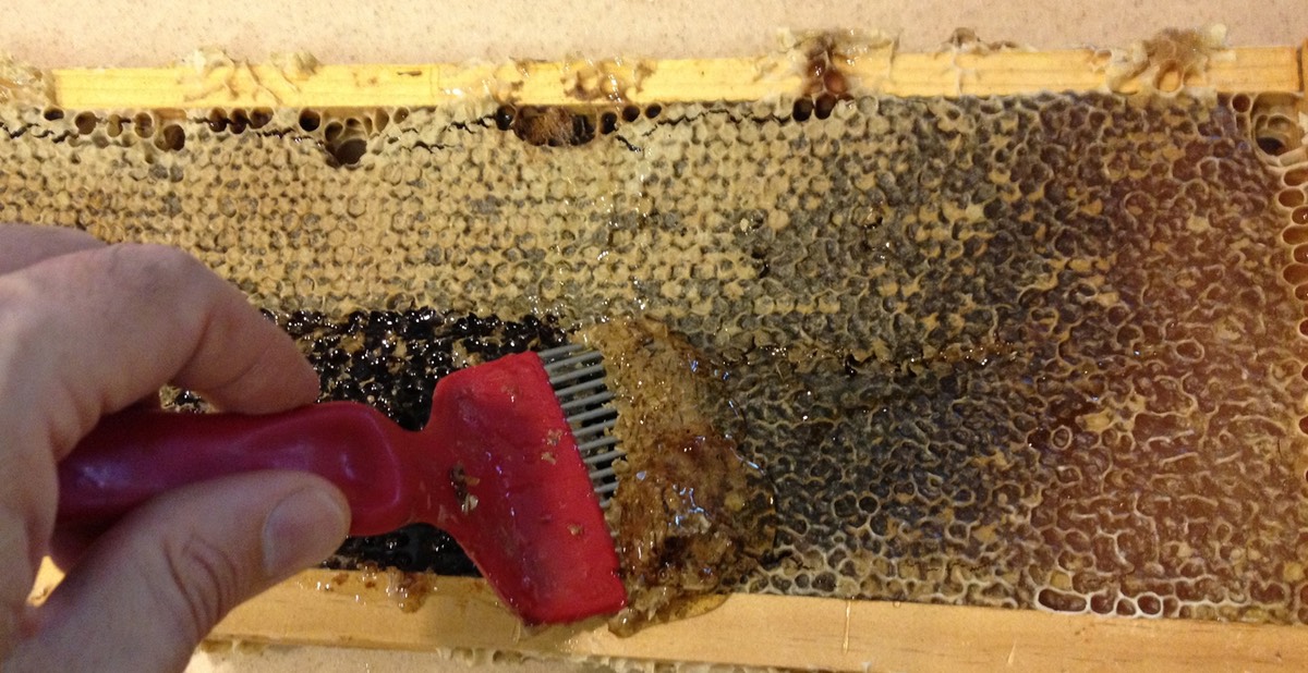 Sweet Home Alameda — Removing wax caps from honey frame